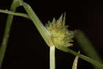 Asian spikesedge